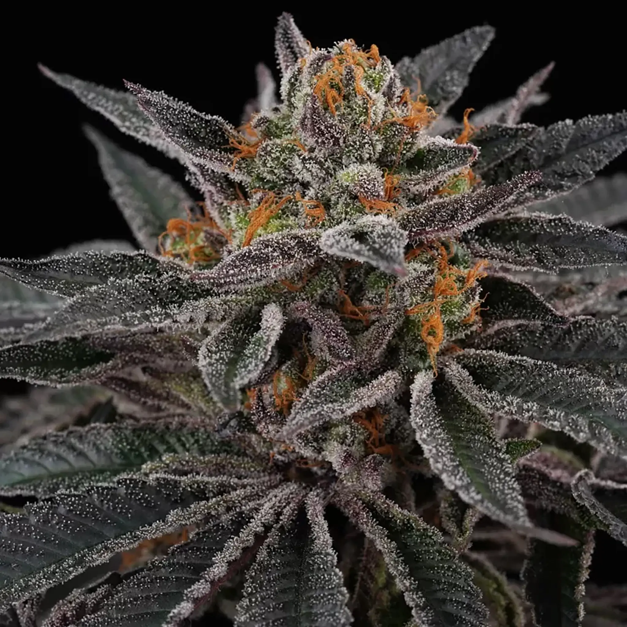 Cherry Crisp-6 Stück