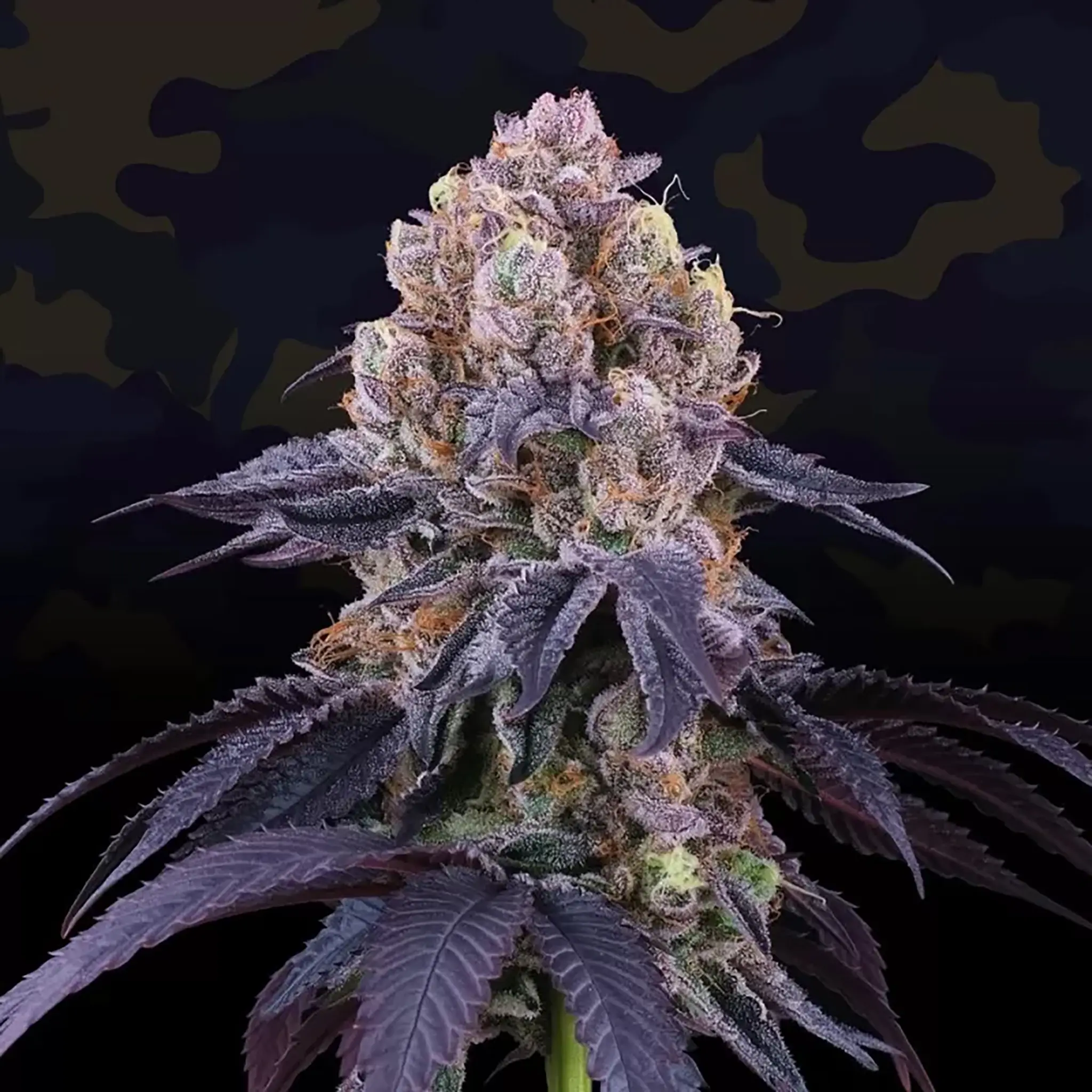 Lemon Coconut Fat Bomb-6 Stück