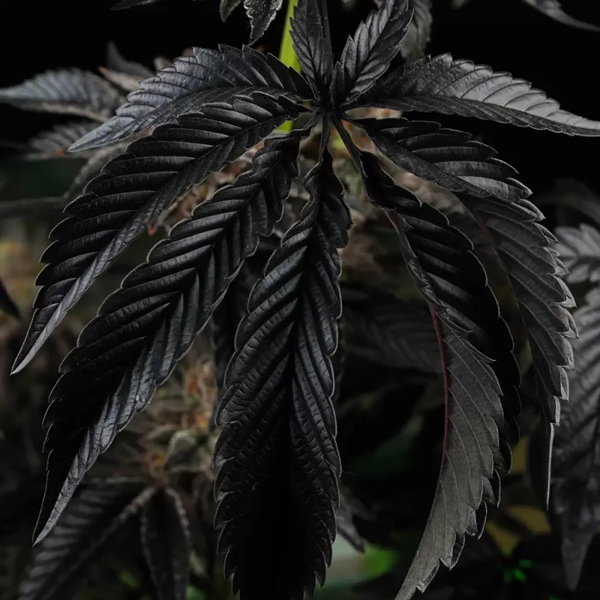 Sunset Cherries-6 Stück-