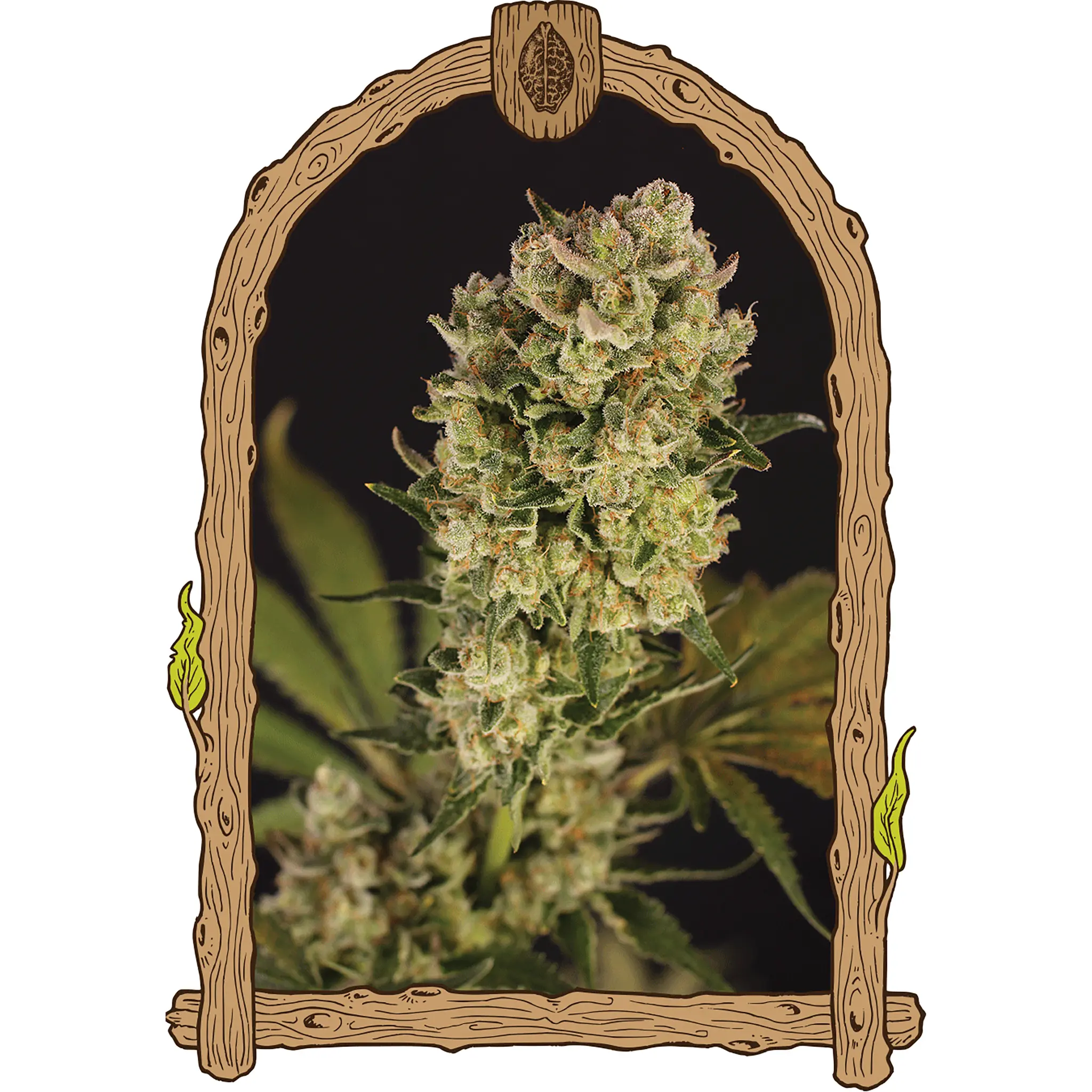 Candy Jungle Auto-3 Stück