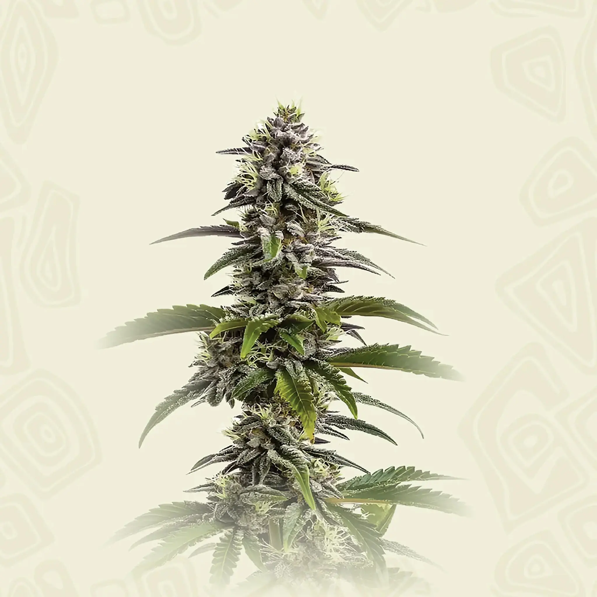 Mimosa Cookies Auto-3 Stück